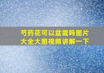 芍药花可以盆栽吗图片大全大图视频讲解一下