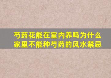 芍药花能在室内养吗为什么家里不能种芍药的风水禁忌