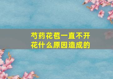 芍药花苞一直不开花什么原因造成的