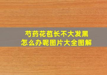 芍药花苞长不大发黑怎么办呢图片大全图解