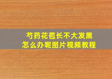 芍药花苞长不大发黑怎么办呢图片视频教程