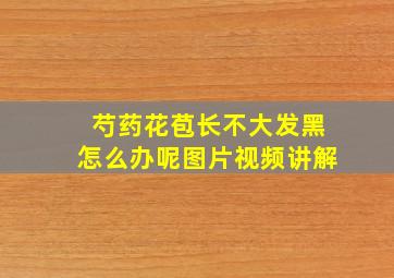 芍药花苞长不大发黑怎么办呢图片视频讲解