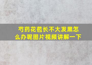 芍药花苞长不大发黑怎么办呢图片视频讲解一下