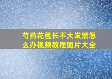 芍药花苞长不大发黑怎么办视频教程图片大全