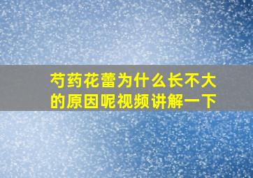 芍药花蕾为什么长不大的原因呢视频讲解一下