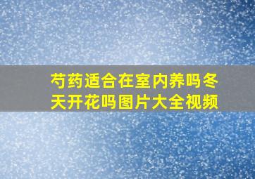 芍药适合在室内养吗冬天开花吗图片大全视频