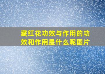 藏红花功效与作用的功效和作用是什么呢图片