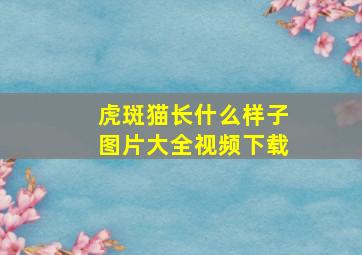 虎斑猫长什么样子图片大全视频下载