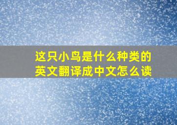 这只小鸟是什么种类的英文翻译成中文怎么读