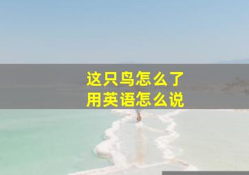 这只鸟怎么了用英语怎么说