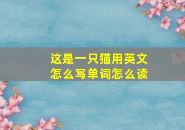 这是一只猫用英文怎么写单词怎么读