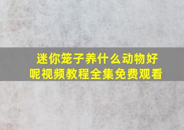 迷你笼子养什么动物好呢视频教程全集免费观看