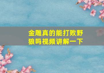 金雕真的能打败野狼吗视频讲解一下