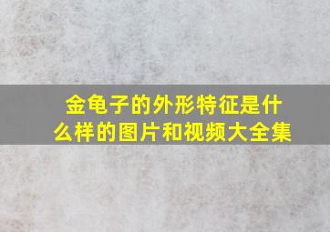 金龟子的外形特征是什么样的图片和视频大全集