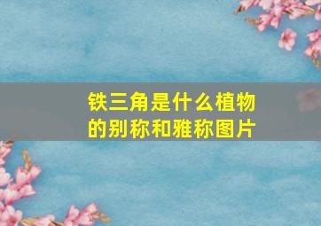 铁三角是什么植物的别称和雅称图片