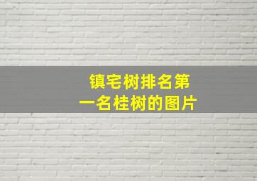 镇宅树排名第一名桂树的图片