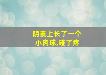 阴囊上长了一个小肉球,碰了疼