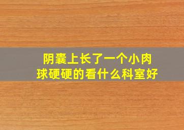 阴囊上长了一个小肉球硬硬的看什么科室好