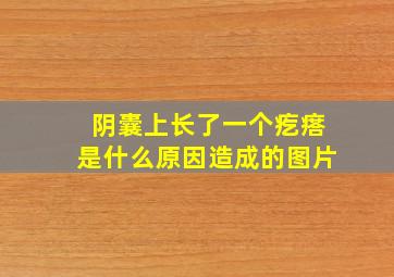 阴囊上长了一个疙瘩是什么原因造成的图片