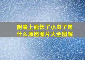 阴囊上面长了小虫子是什么原因图片大全图解