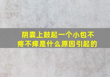 阴囊上鼓起一个小包不疼不痒是什么原因引起的