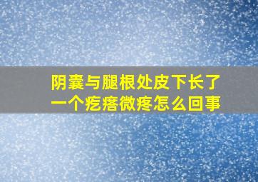 阴囊与腿根处皮下长了一个疙瘩微疼怎么回事