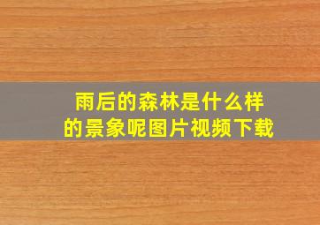 雨后的森林是什么样的景象呢图片视频下载