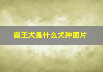 霸王犬是什么犬种图片