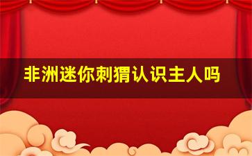 非洲迷你刺猬认识主人吗