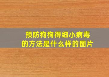 预防狗狗得细小病毒的方法是什么样的图片