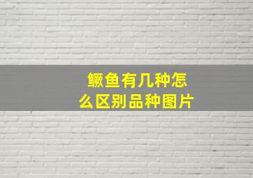 鳜鱼有几种怎么区别品种图片