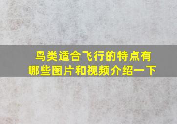 鸟类适合飞行的特点有哪些图片和视频介绍一下