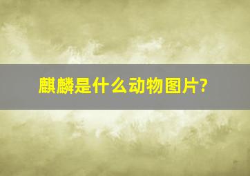 麒麟是什么动物图片?