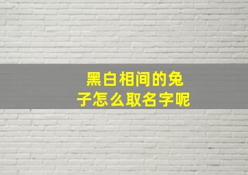 黑白相间的兔子怎么取名字呢