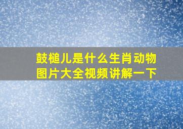 鼓槌儿是什么生肖动物图片大全视频讲解一下