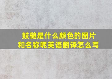 鼓槌是什么颜色的图片和名称呢英语翻译怎么写