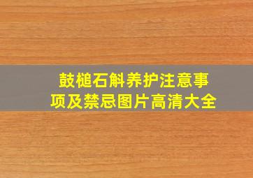 鼓槌石斛养护注意事项及禁忌图片高清大全