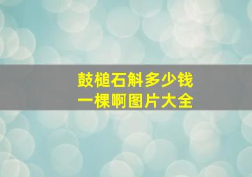 鼓槌石斛多少钱一棵啊图片大全