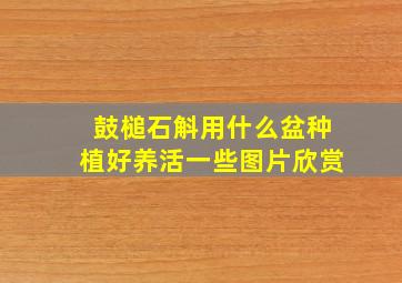 鼓槌石斛用什么盆种植好养活一些图片欣赏