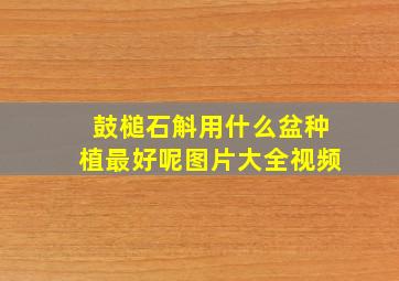 鼓槌石斛用什么盆种植最好呢图片大全视频