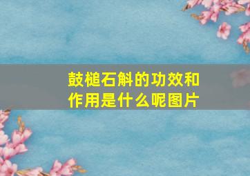 鼓槌石斛的功效和作用是什么呢图片