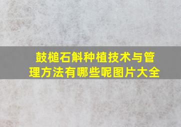 鼓槌石斛种植技术与管理方法有哪些呢图片大全