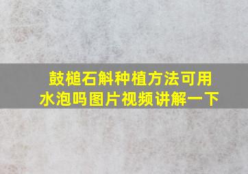 鼓槌石斛种植方法可用水泡吗图片视频讲解一下