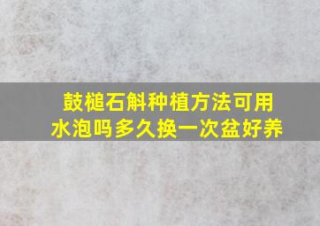 鼓槌石斛种植方法可用水泡吗多久换一次盆好养