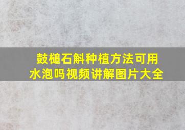 鼓槌石斛种植方法可用水泡吗视频讲解图片大全