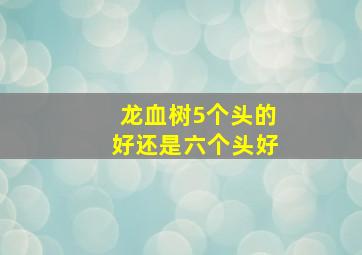 龙血树5个头的好还是六个头好