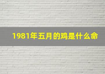 1981年五月的鸡是什么命