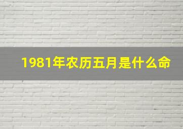 1981年农历五月是什么命