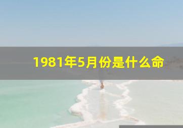 1981年5月份是什么命