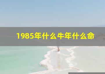 1985年什么牛年什么命